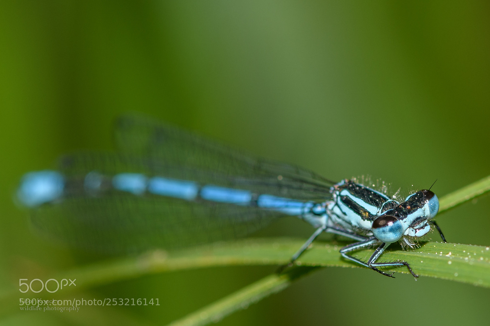 Nikon D500 sample photo. Insects photography