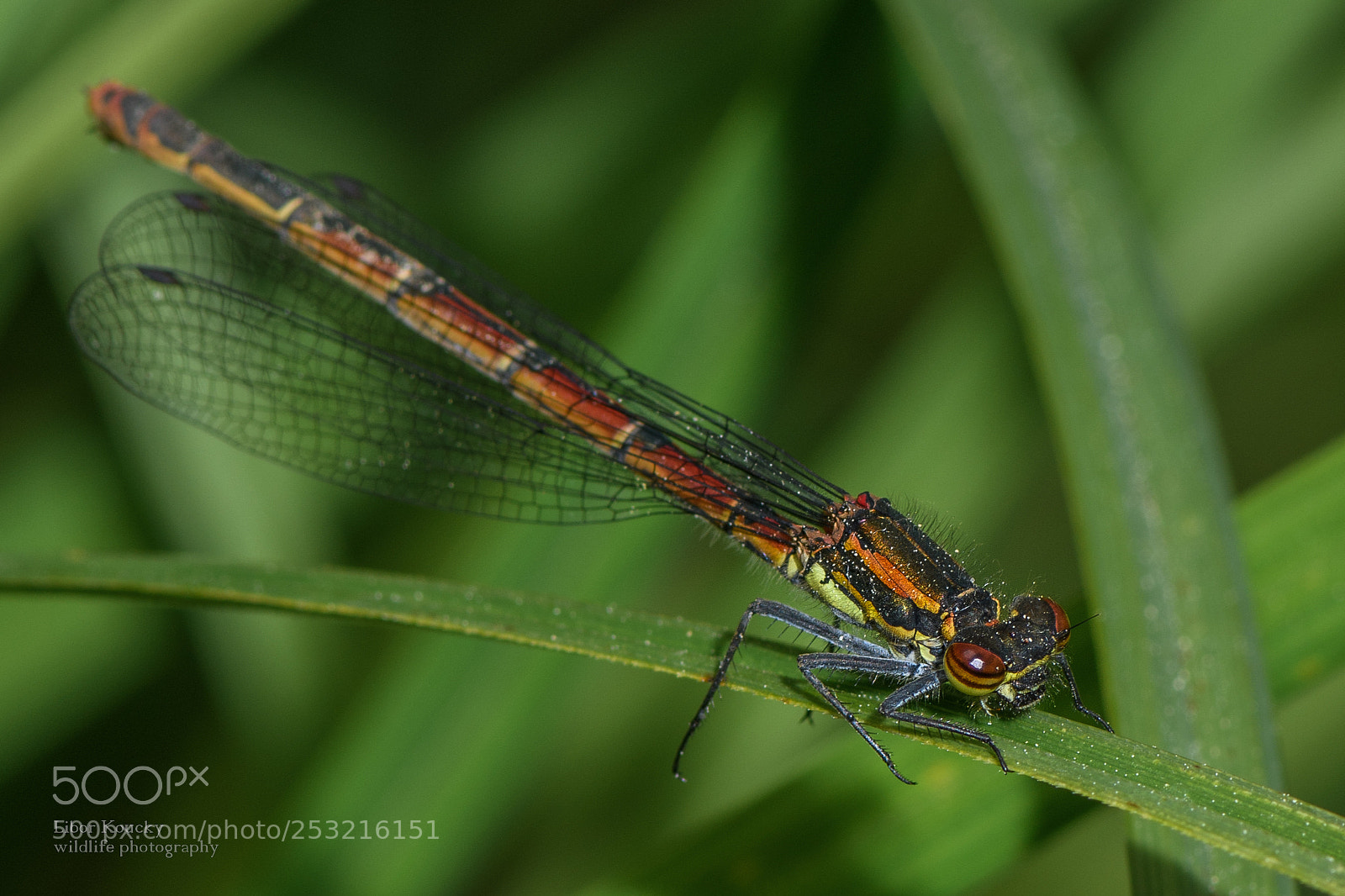 Nikon D500 sample photo. Insects photography