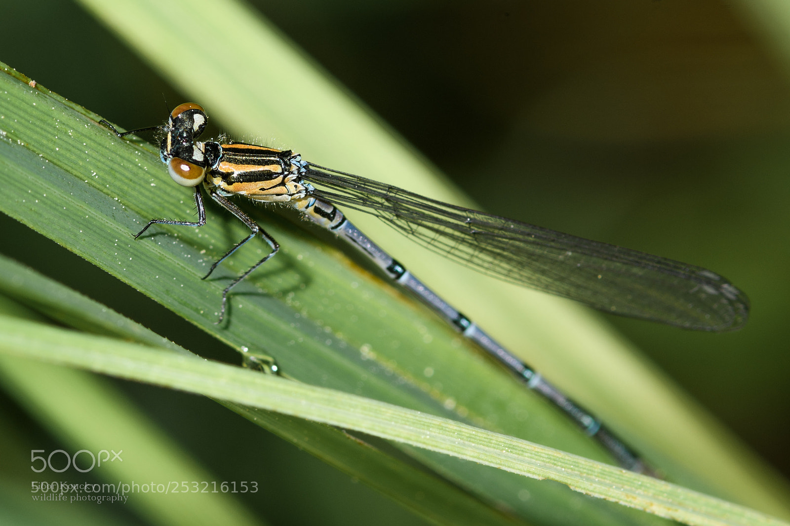 Nikon D500 sample photo. Insects photography