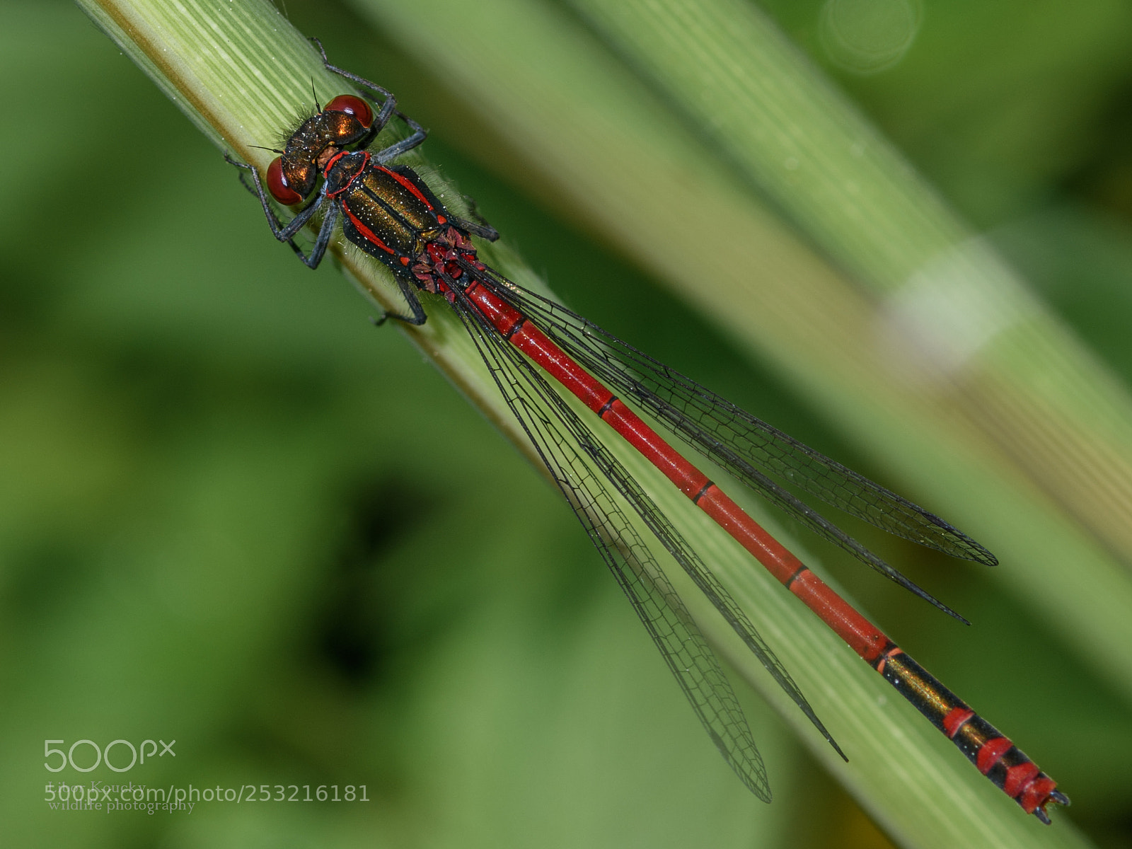 Nikon D500 sample photo. Insects photography