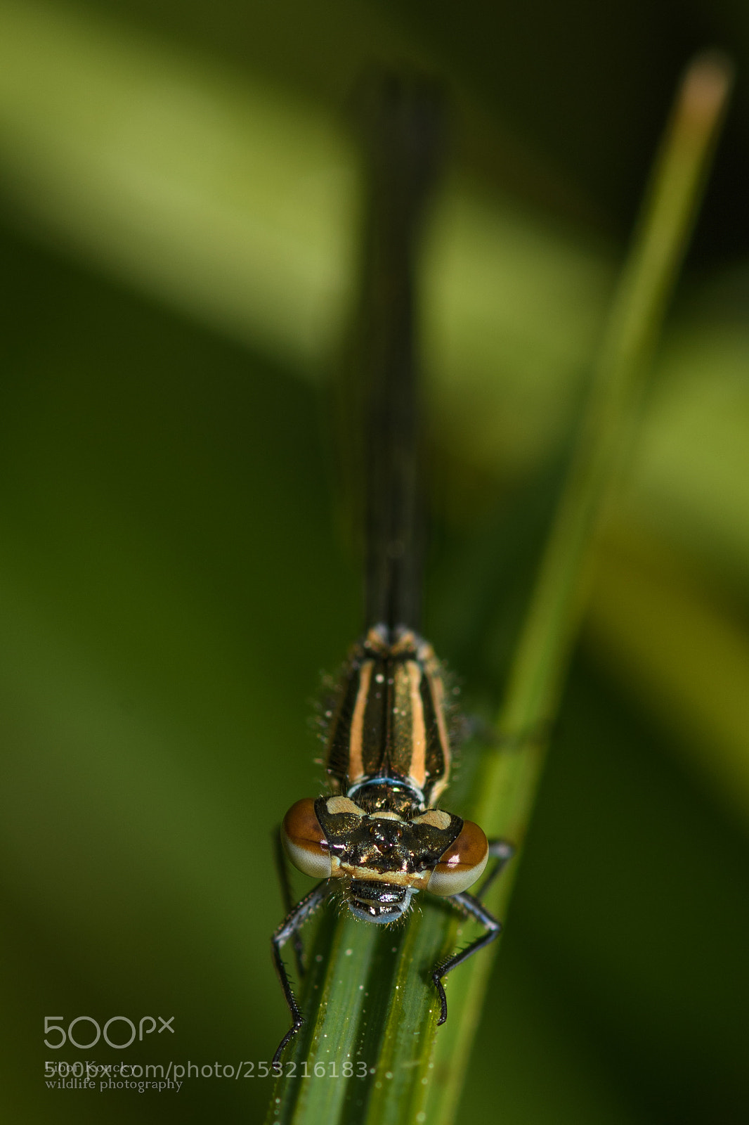 Nikon D500 sample photo. Insects photography