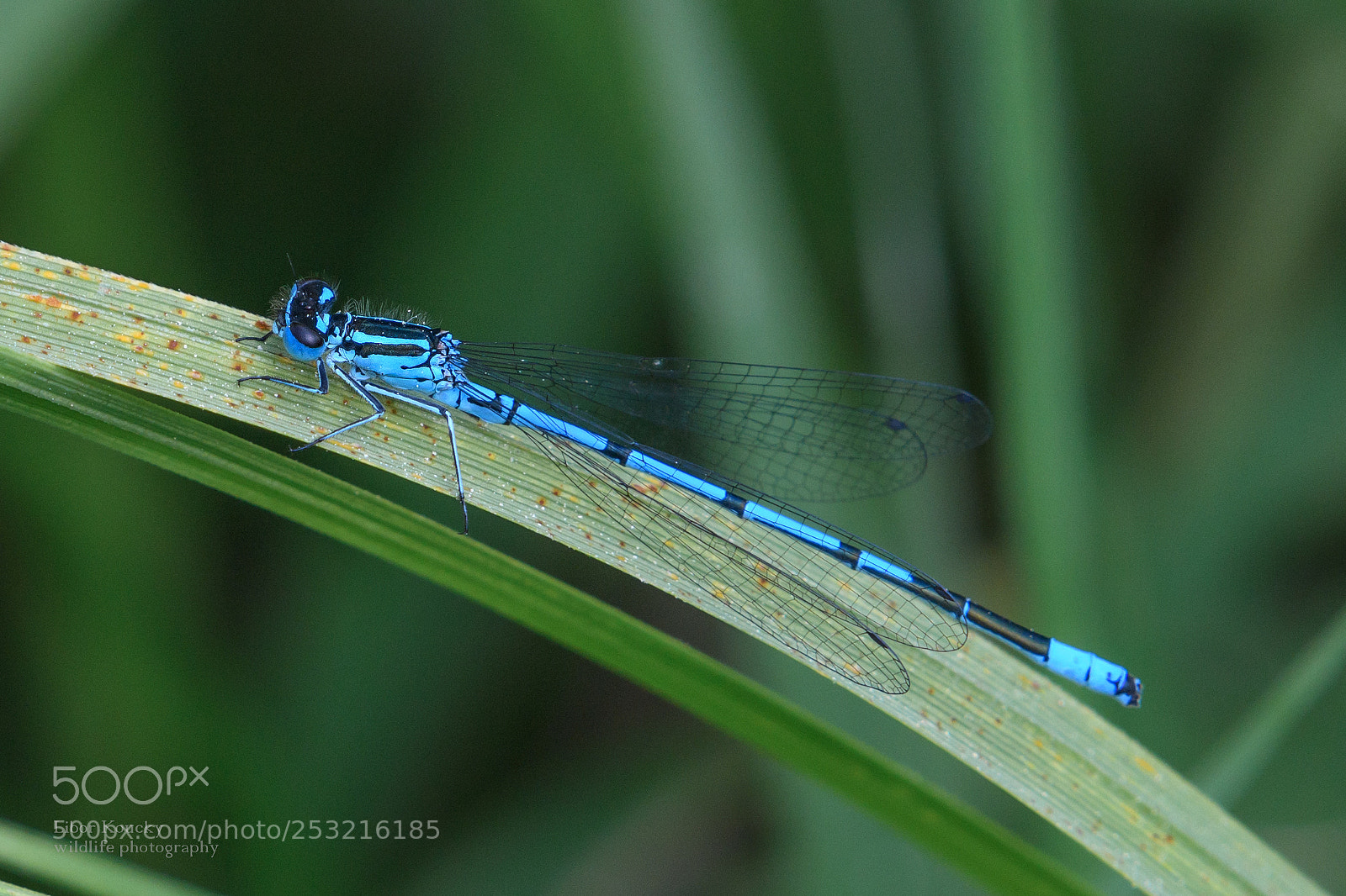 Nikon D500 sample photo. Insects photography