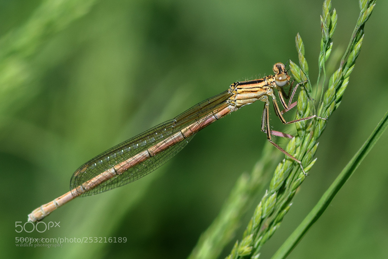 Nikon D500 sample photo. Insects photography