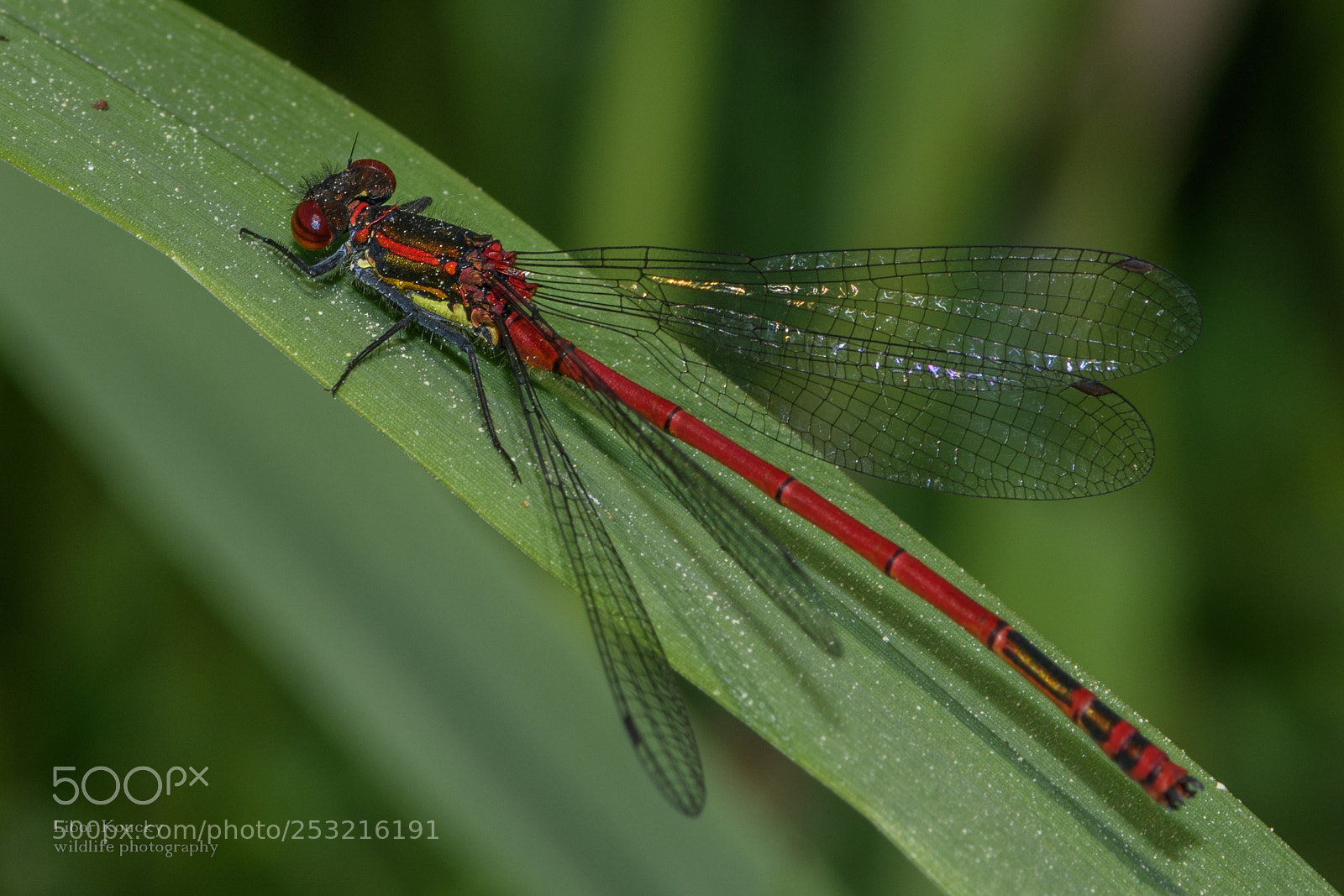 Nikon D500 sample photo. Insects photography