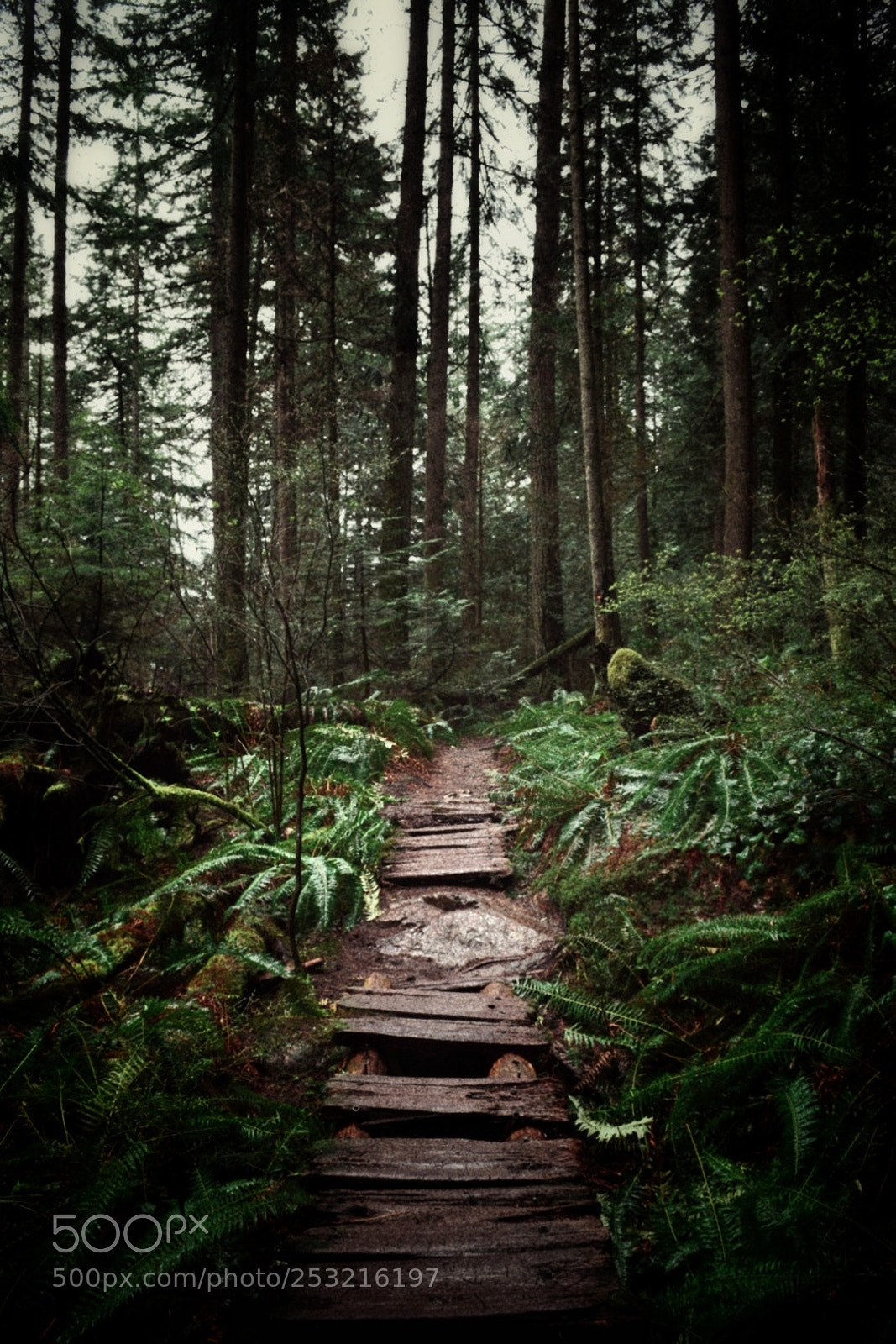 Nikon D5300 sample photo. The hidden forest photography