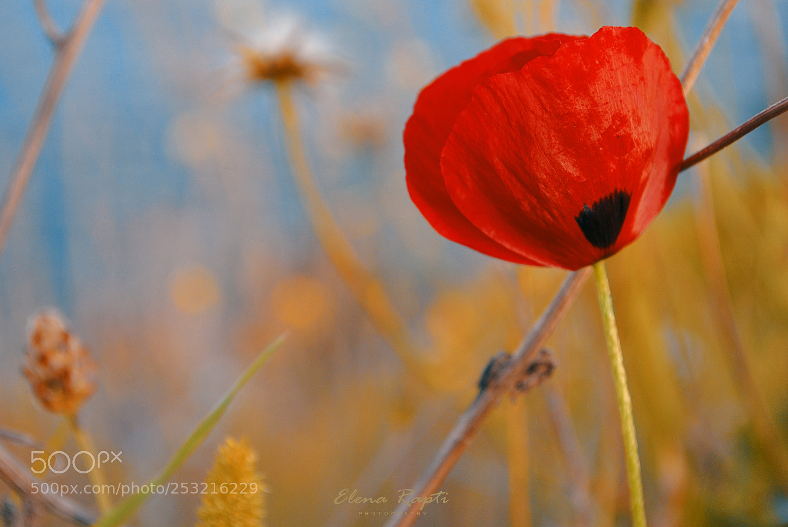 Nikon D3000 sample photo. Spring poppy..... photography