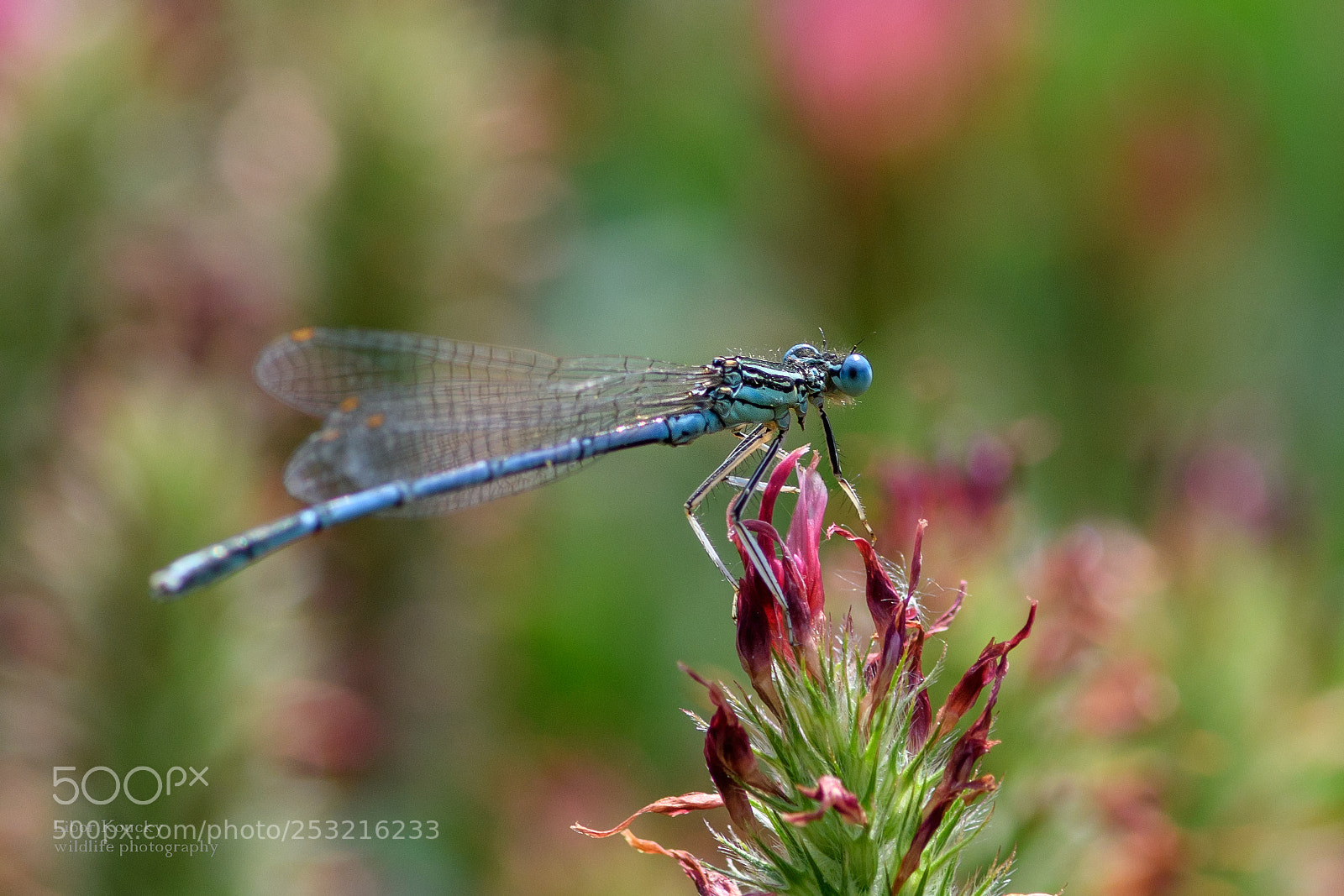 Nikon D500 sample photo. Insects photography