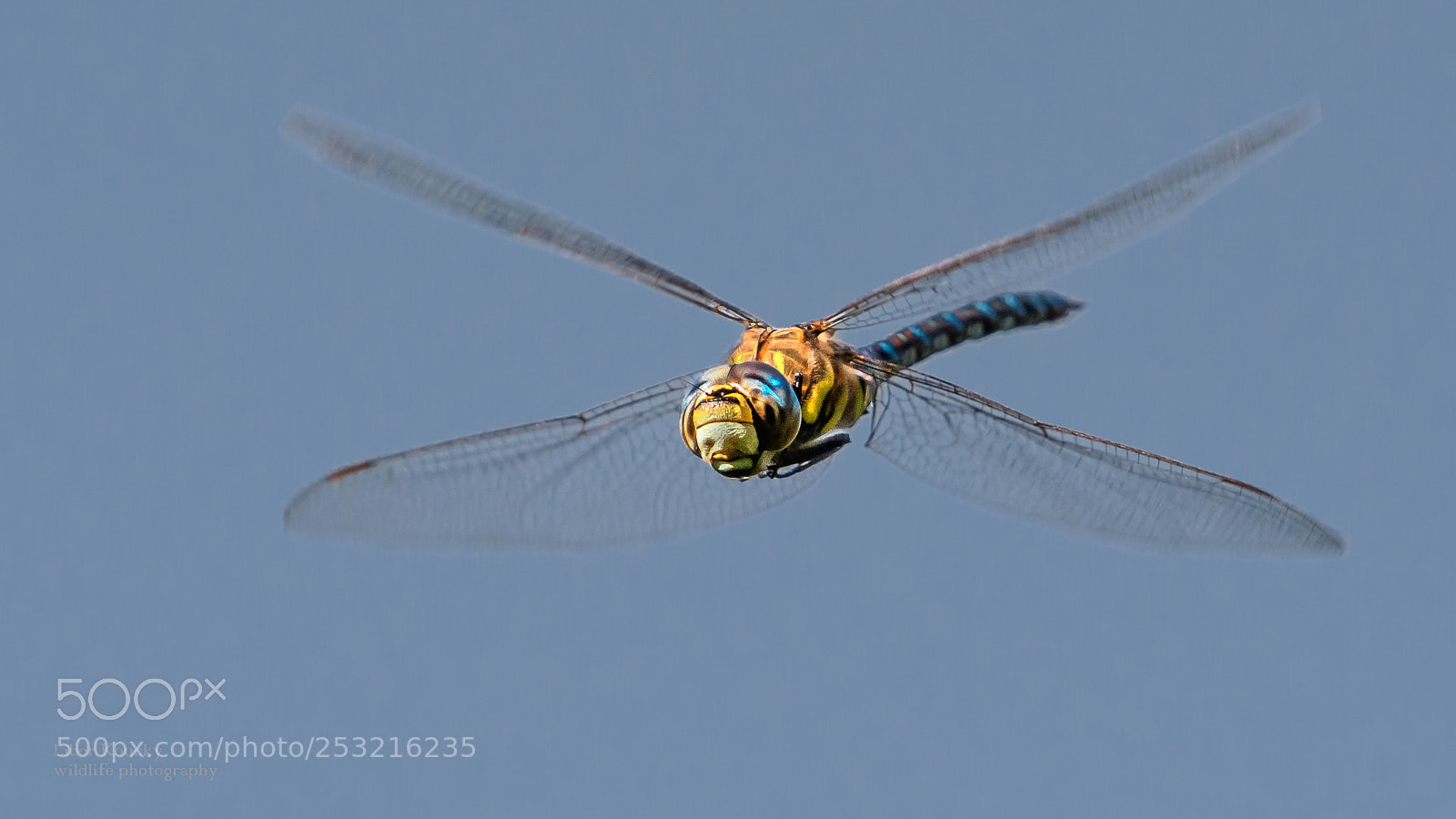 Nikon D500 sample photo. Insects photography