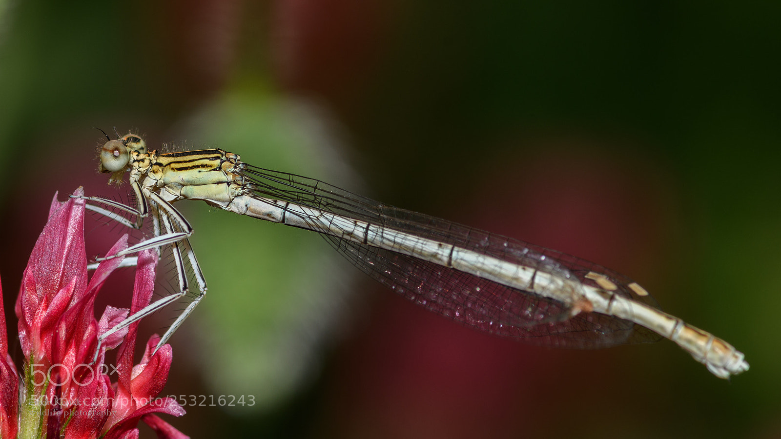 Nikon D500 sample photo. Insects photography