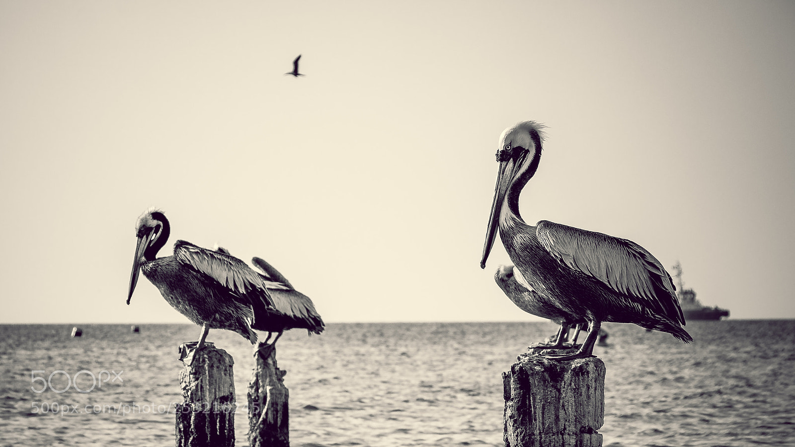 Canon EOS 70D sample photo. Pelican black and white photography