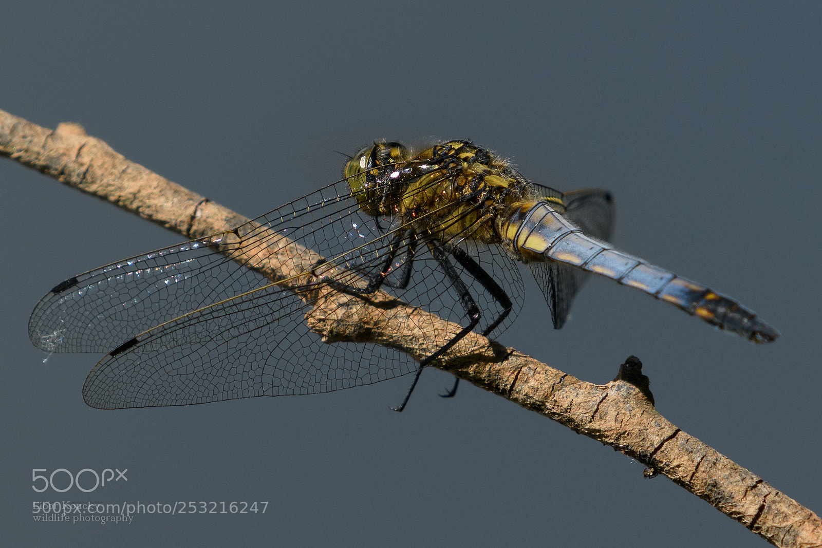 Nikon D500 sample photo. Insects photography