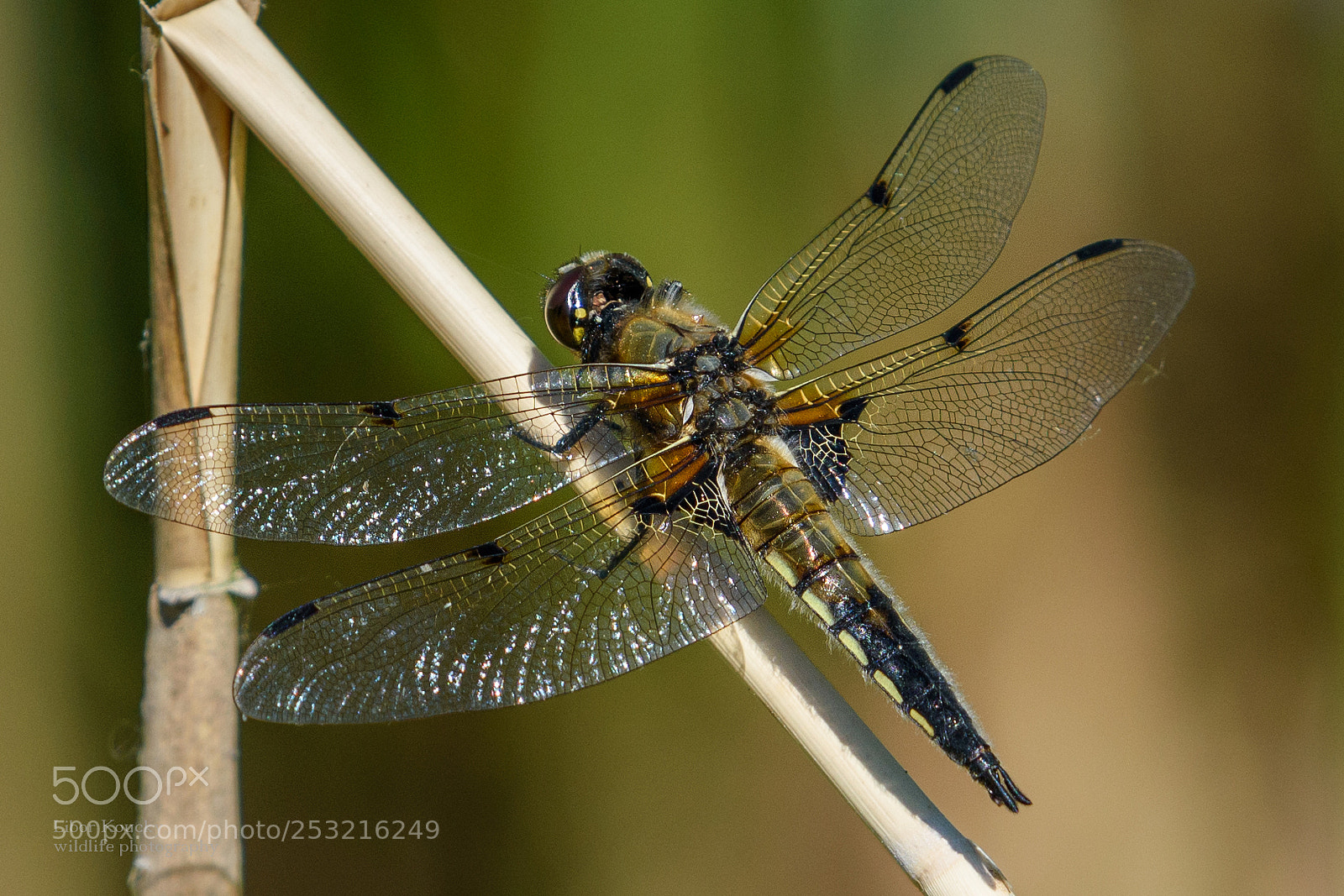 Nikon D5500 sample photo. Insects photography