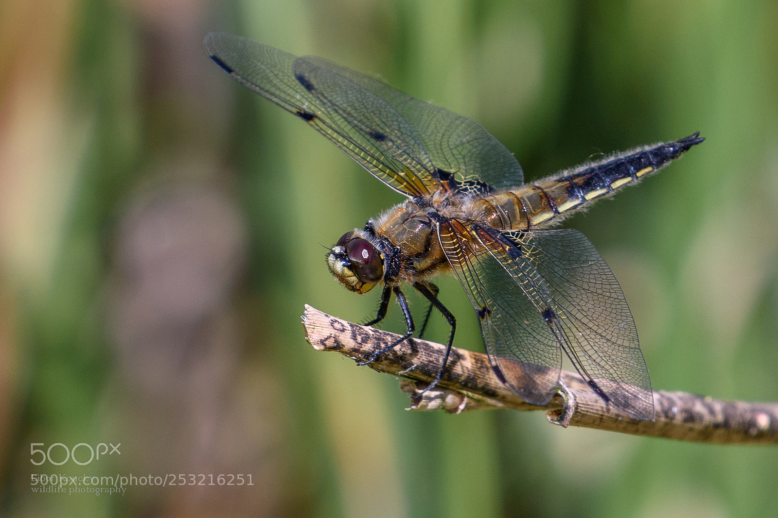 Nikon D5500 sample photo. Insects photography