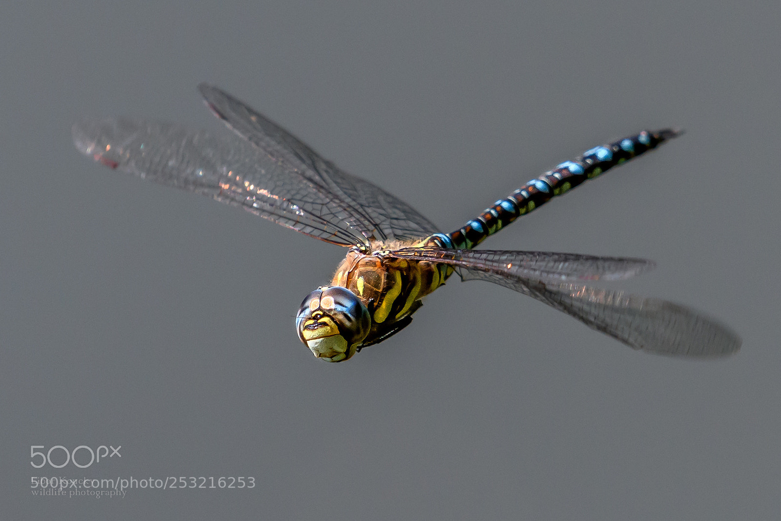 Nikon D500 sample photo. Insects photography