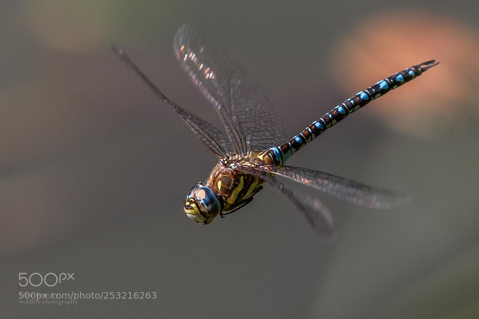 Nikon D500 sample photo. Insects photography