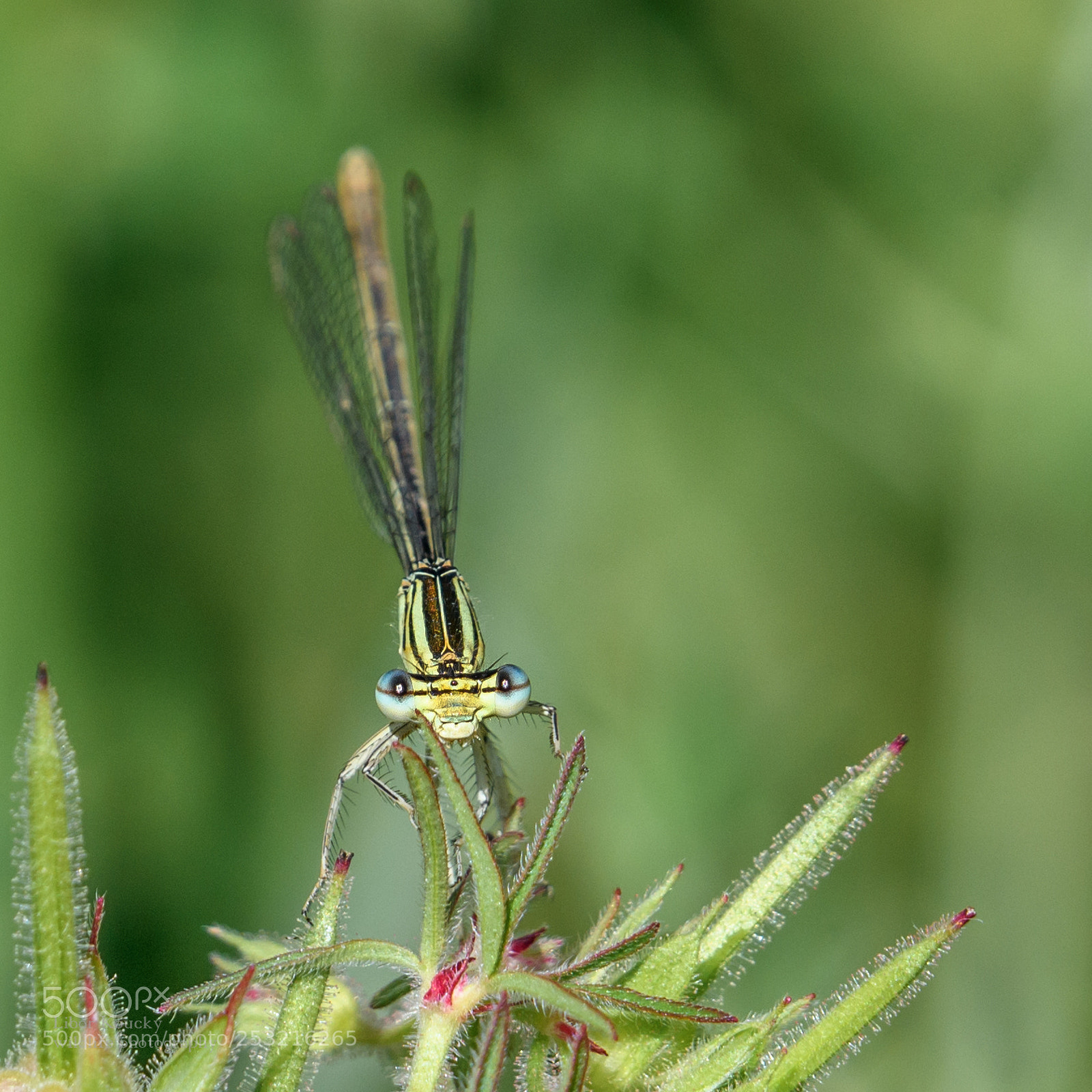 Nikon D500 sample photo. Insects photography