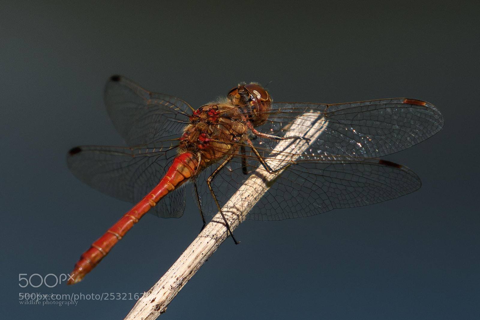 Nikon D500 sample photo. Insects photography