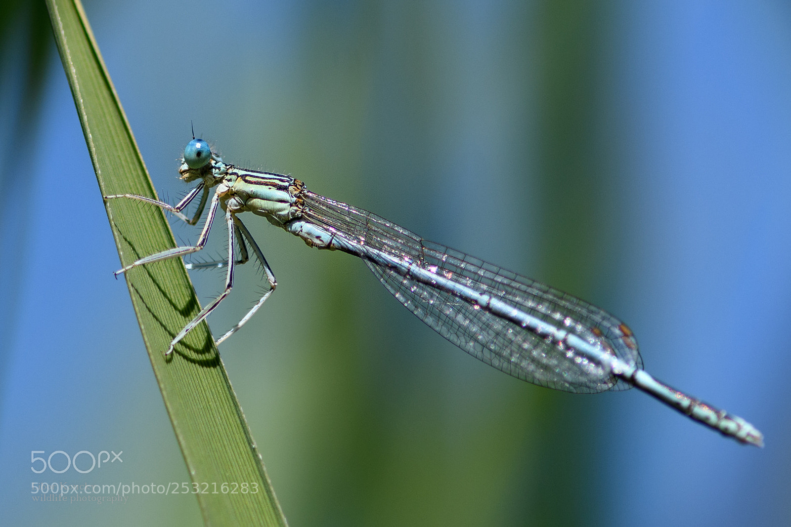 Nikon D500 sample photo. Insects photography