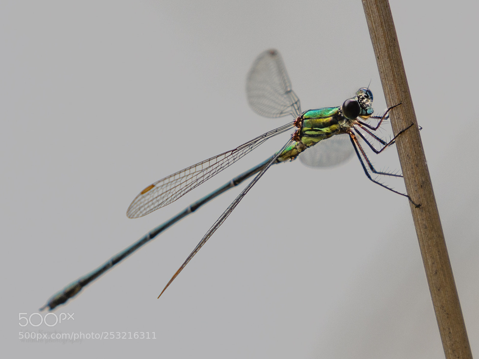 Nikon D500 sample photo. Insects photography