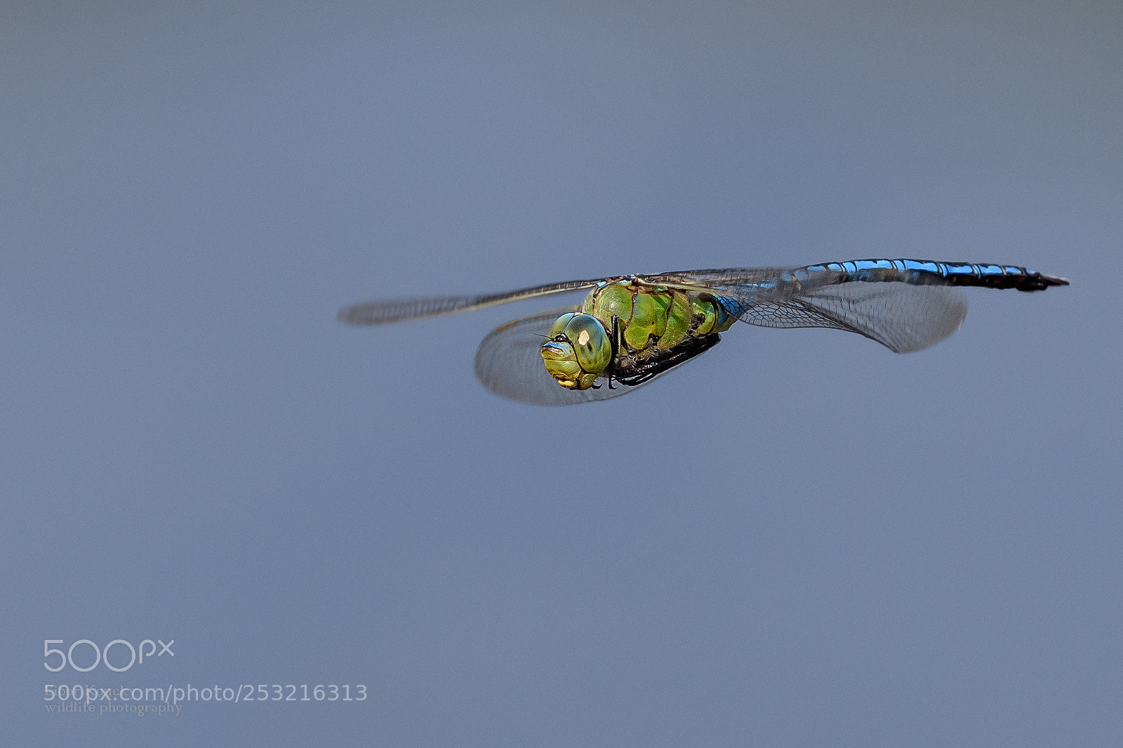 Nikon D500 sample photo. Insects photography