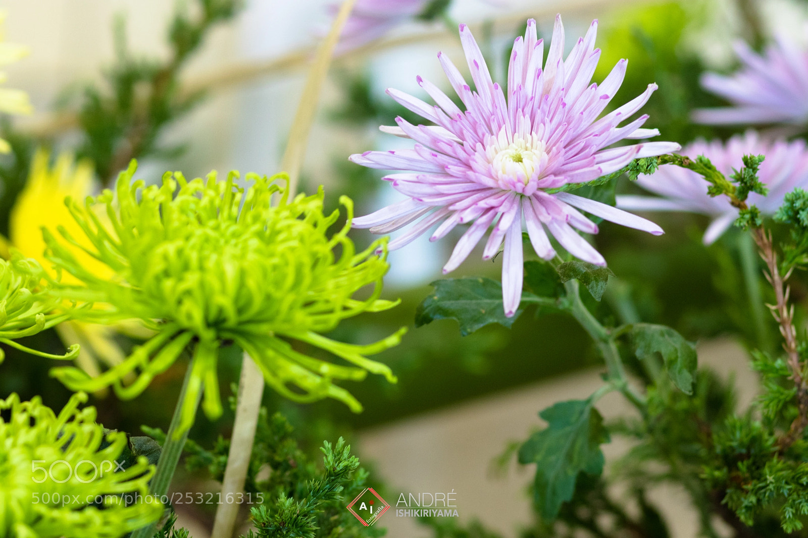 Canon EOS 80D sample photo. Ikebana photography