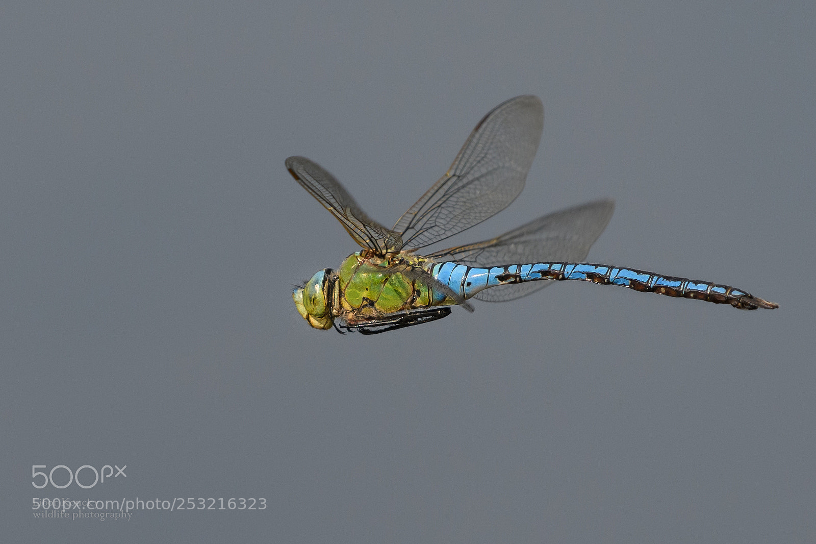 Nikon D500 sample photo. Insects photography