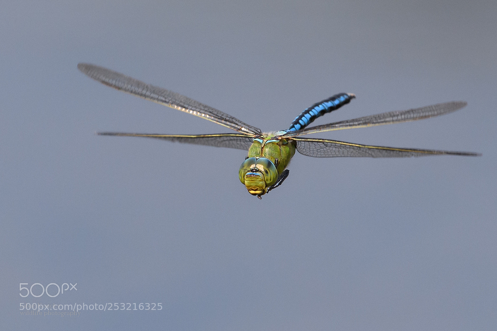 Nikon D500 sample photo. Insects photography