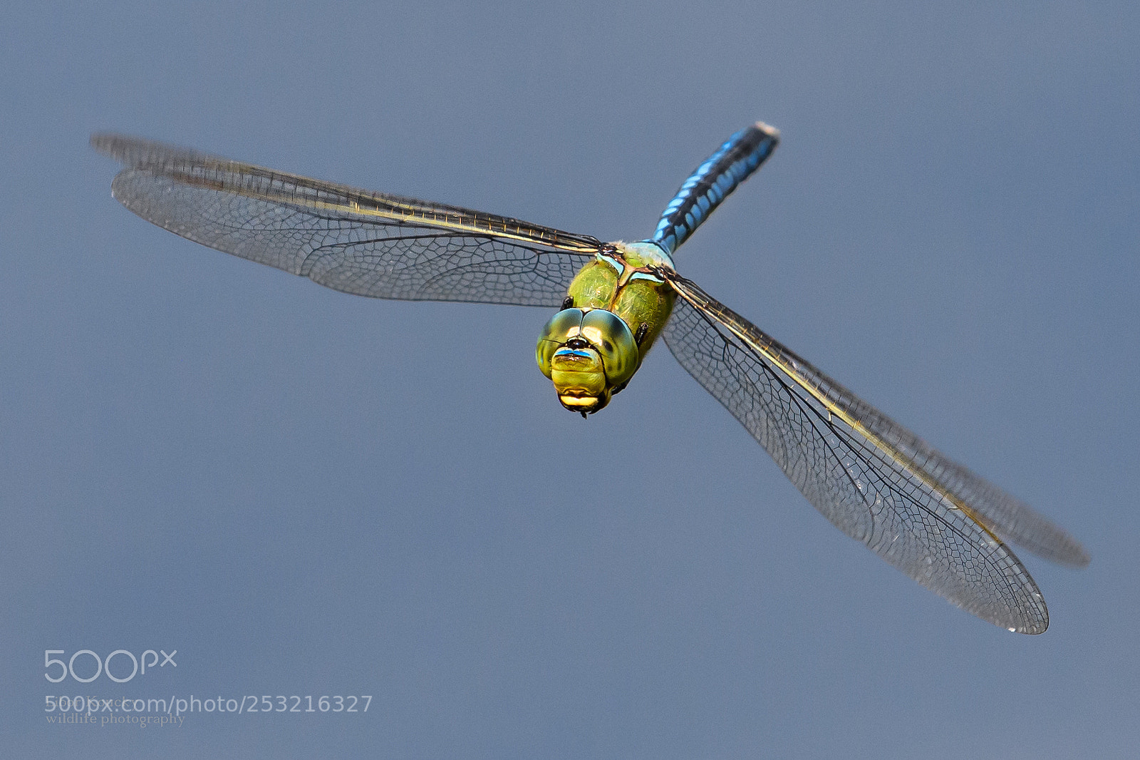 Nikon D500 sample photo. Insects photography