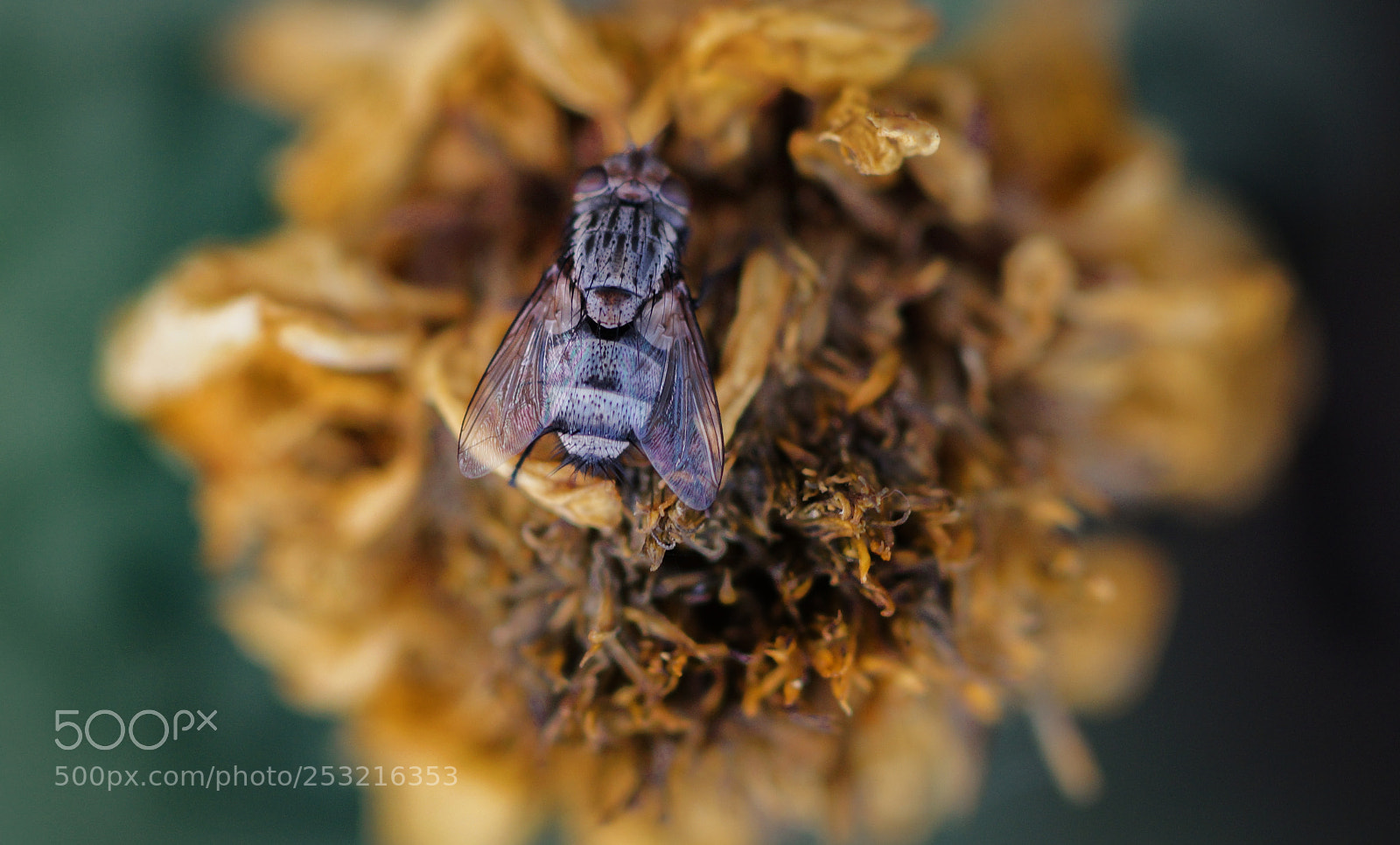 Sony SLT-A99V sample photo. Bug photography