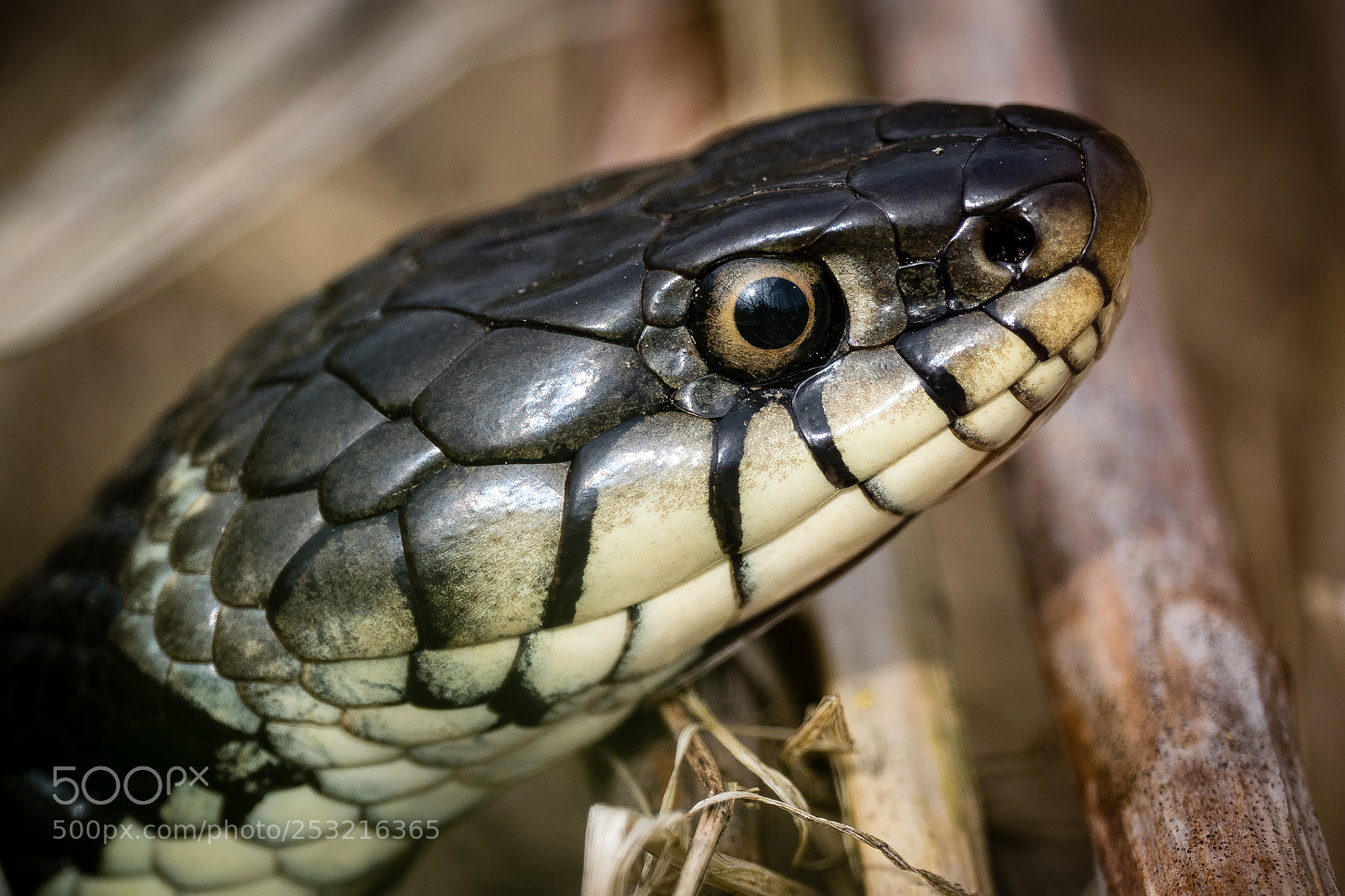 Olympus OM-D E-M1 Mark II sample photo. Grass snake close-up photography