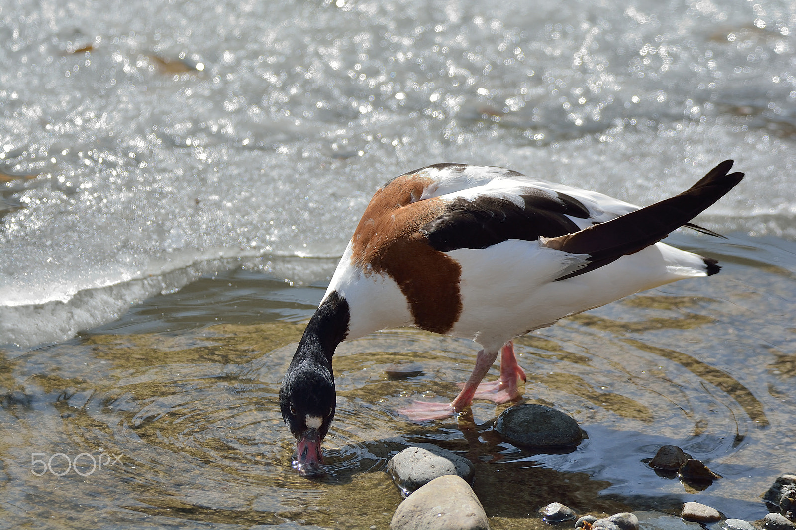 Nikon D7100 sample photo. Изящная... photography