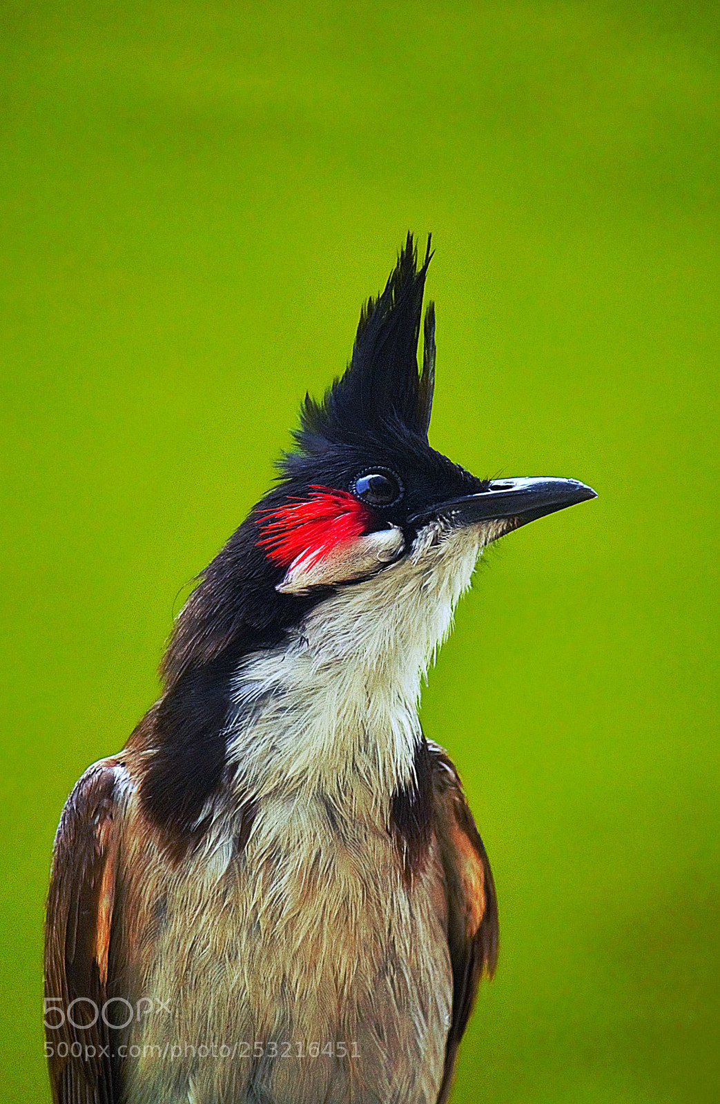 Canon EOS 60D sample photo. My whiskered neighbour photography