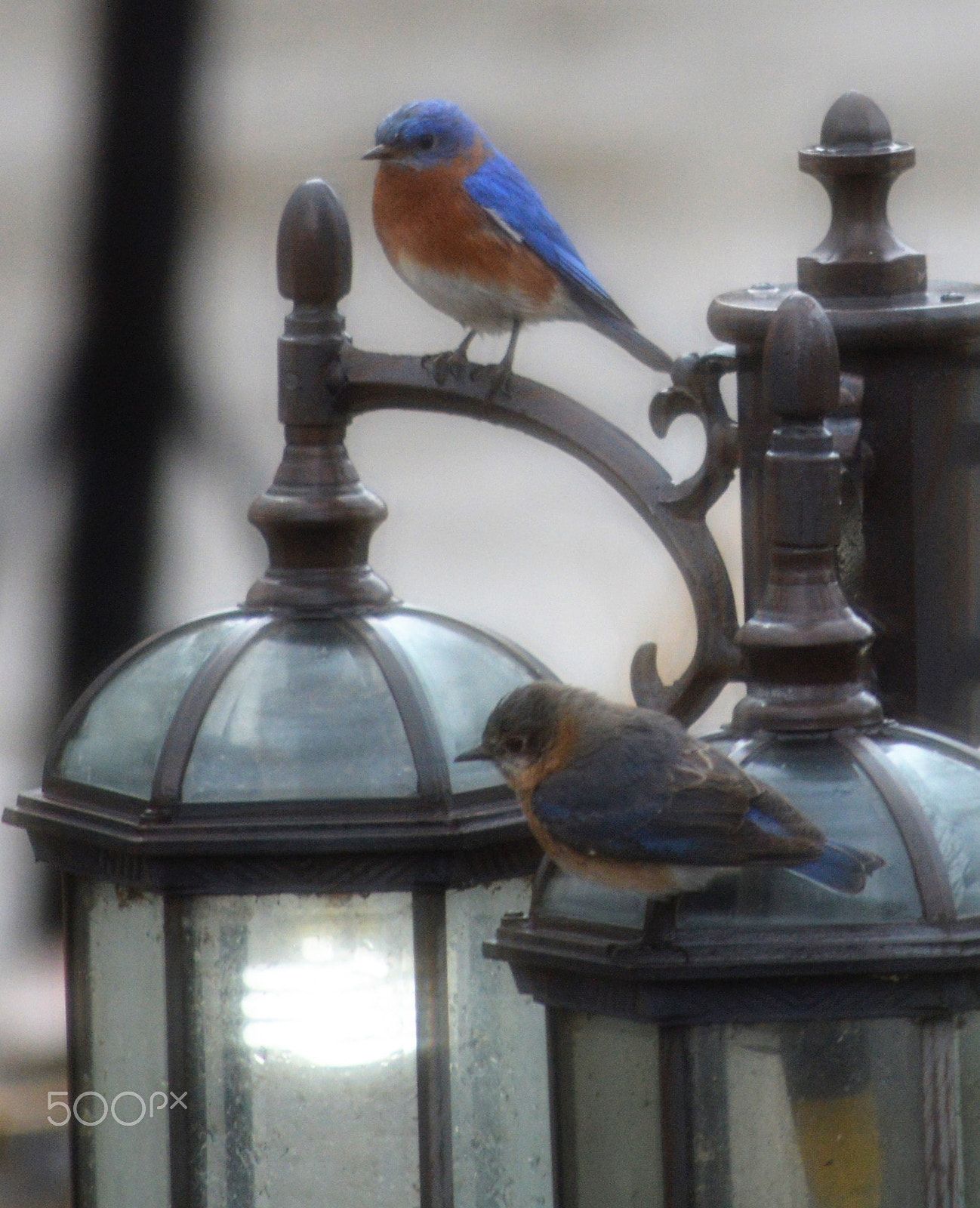 Nikon D3200 sample photo. ()bluebirds in late winter photography