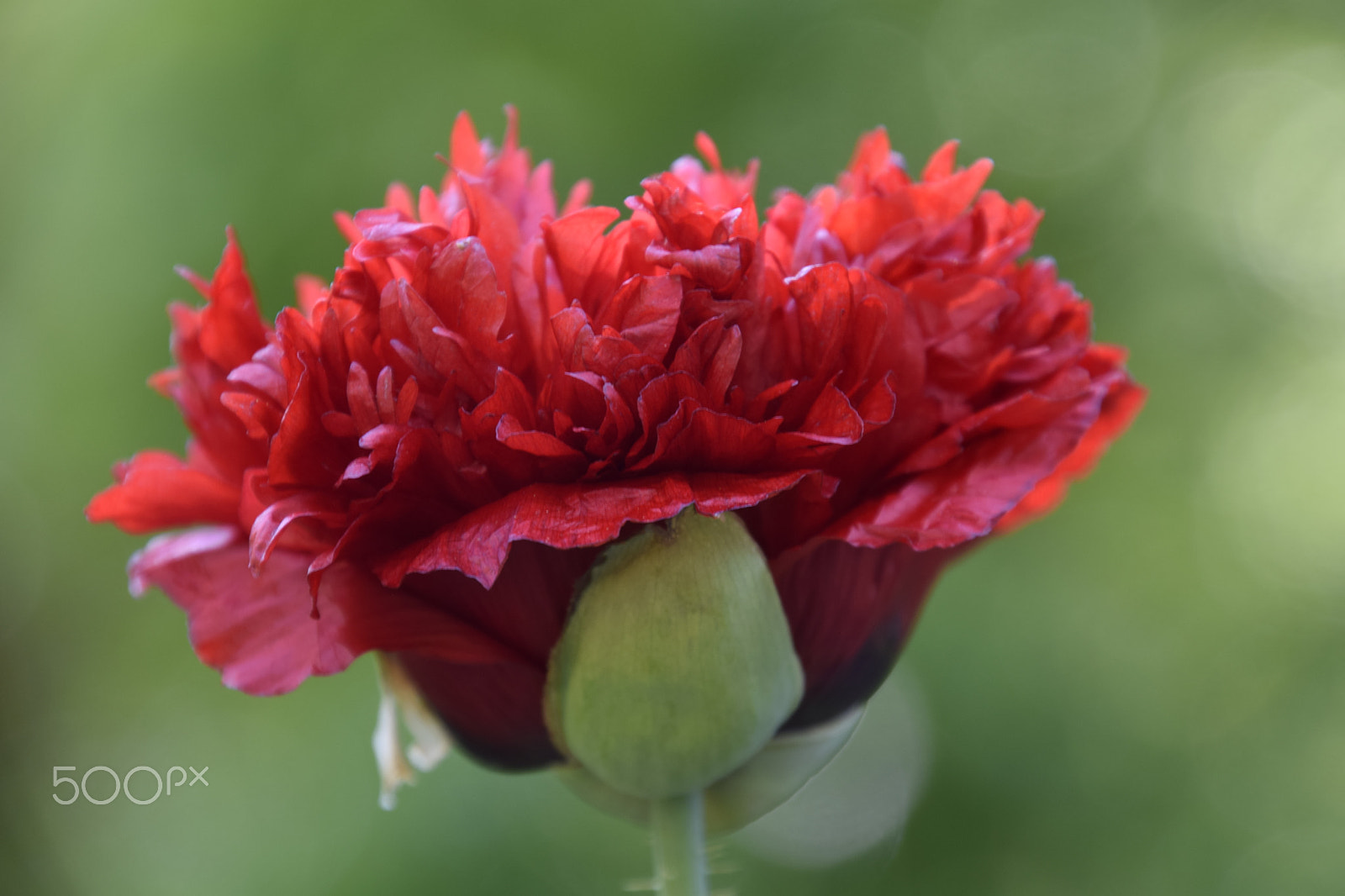 Nikon D5300 sample photo. Papaver rhoeas photography