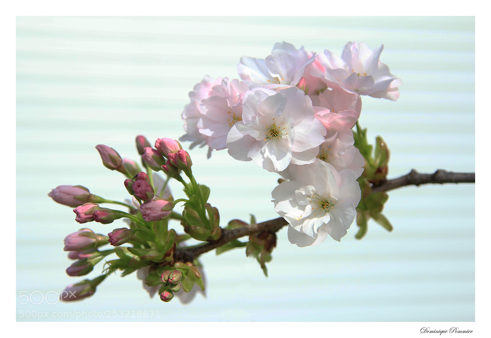 Canon EOS 550D (EOS Rebel T2i / EOS Kiss X4) sample photo. Branche de cerisier photography