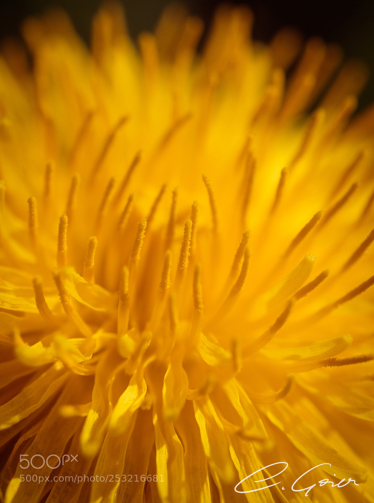 Canon EOS 77D (EOS 9000D / EOS 770D) sample photo. Very close dandelion photography