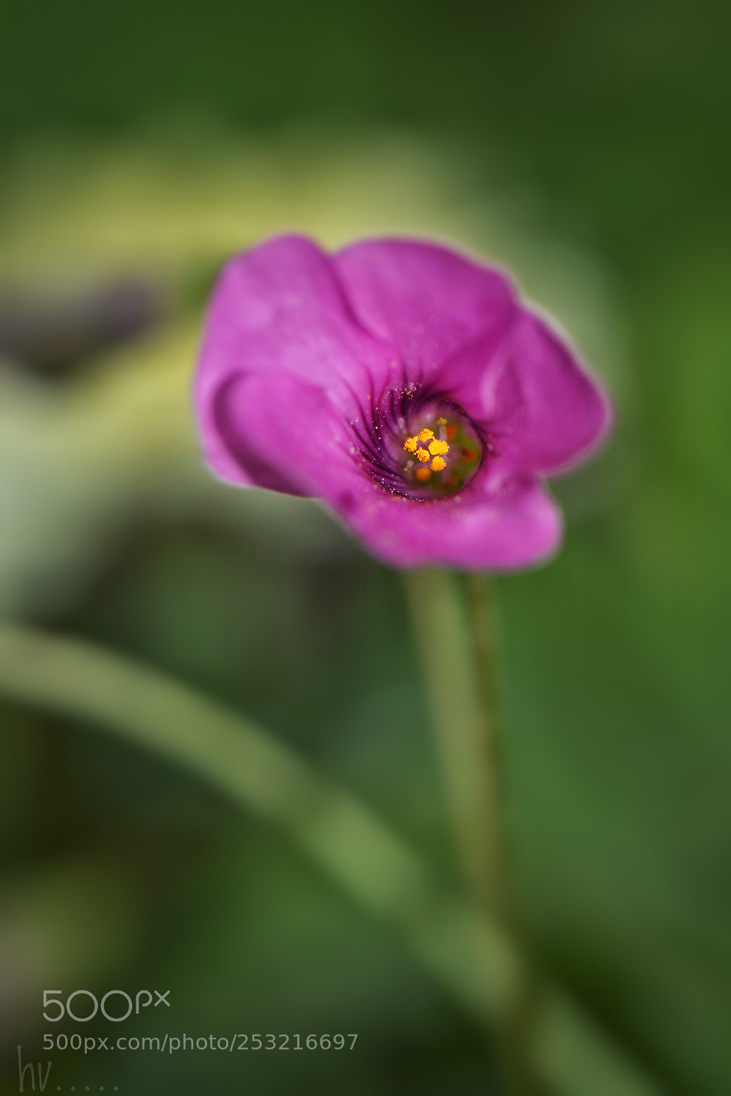 Nikon D7100 sample photo. Little pearls photography