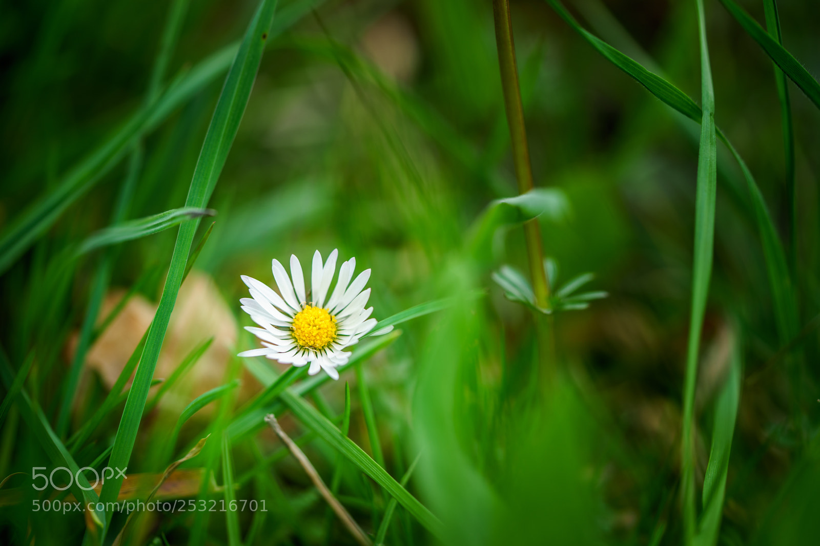 Sony a7 II sample photo. Daisy photography