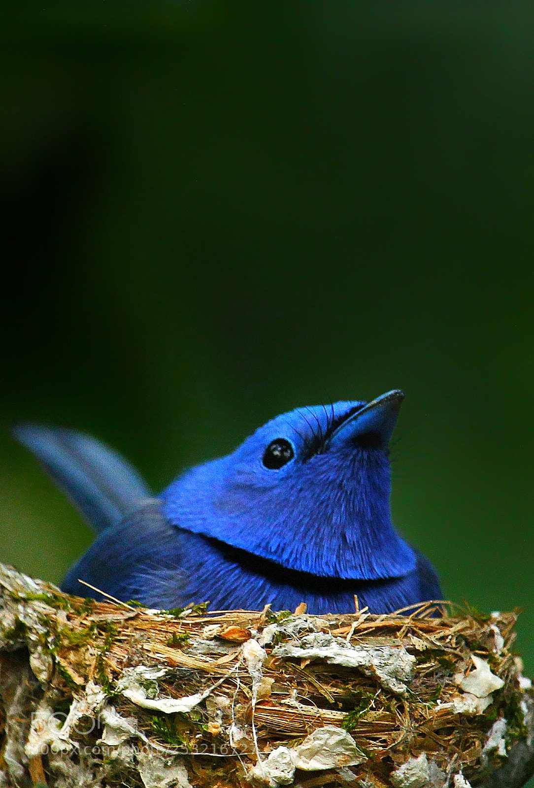 Canon EOS 60D sample photo. Blue <3 photography