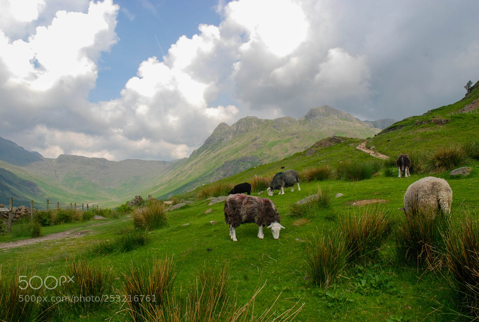 Nikon D80 sample photo. Sheep grazing photography