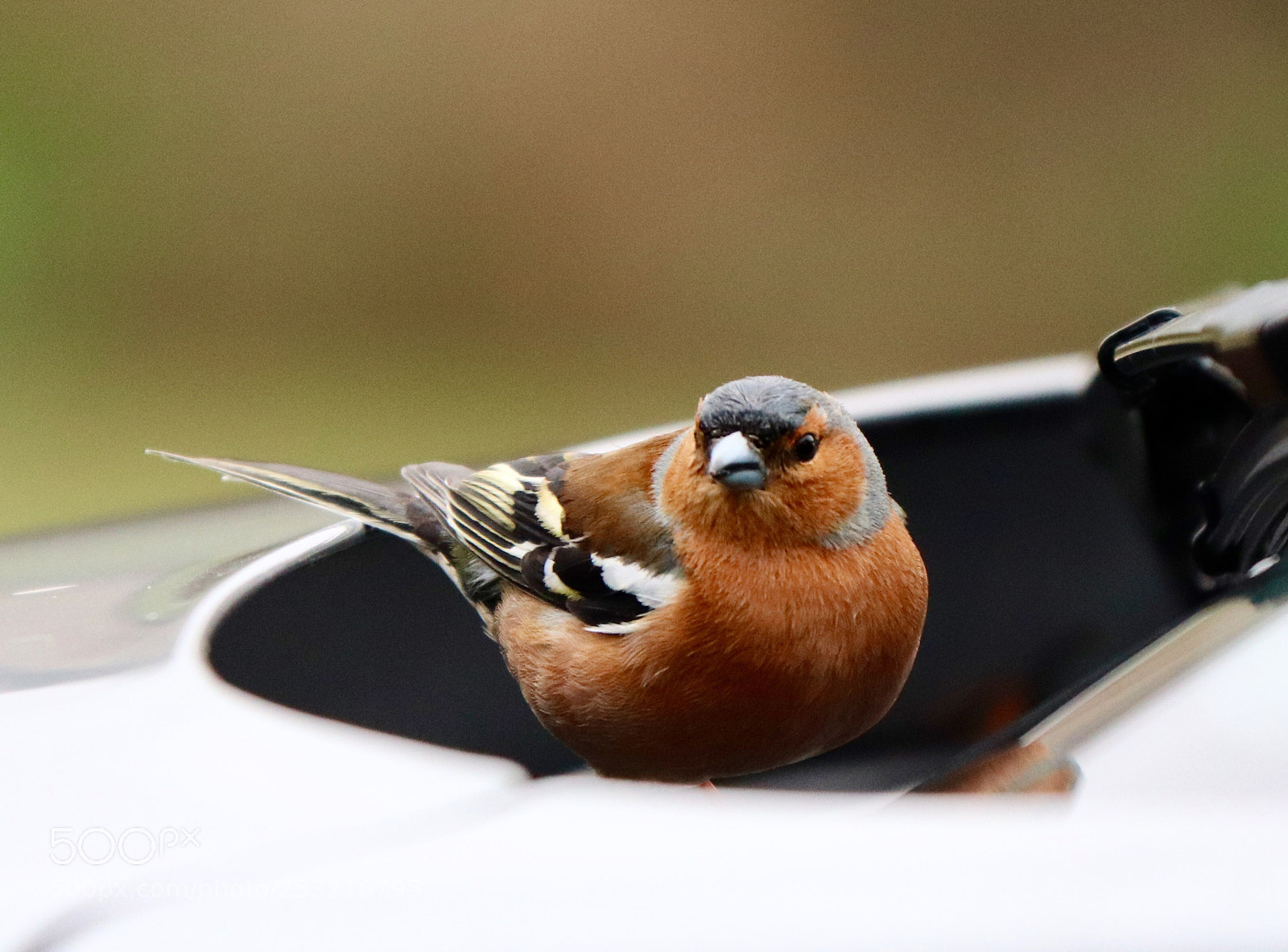 Canon EOS 800D (EOS Rebel T7i / EOS Kiss X9i) sample photo. Chaffinch  photography