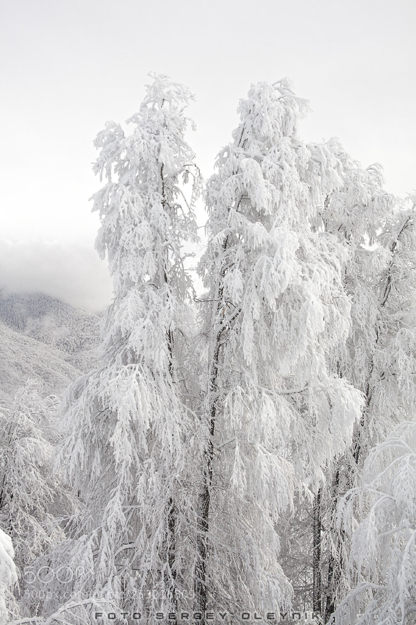 Canon EOS 5D Mark II sample photo. Winter's tale photography