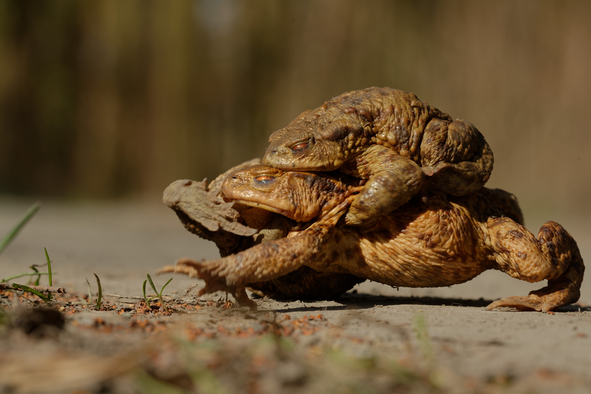 Nikon D800E sample photo. The common toad in mating photography