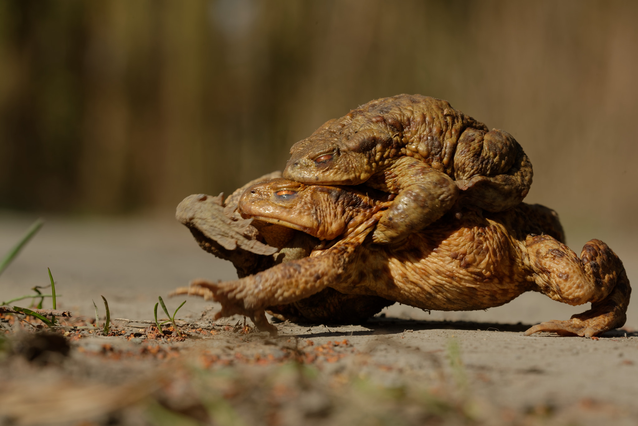 Sigma 150mm F2.8 EX DG OS Macro HSM sample photo. The common toad in mating photography