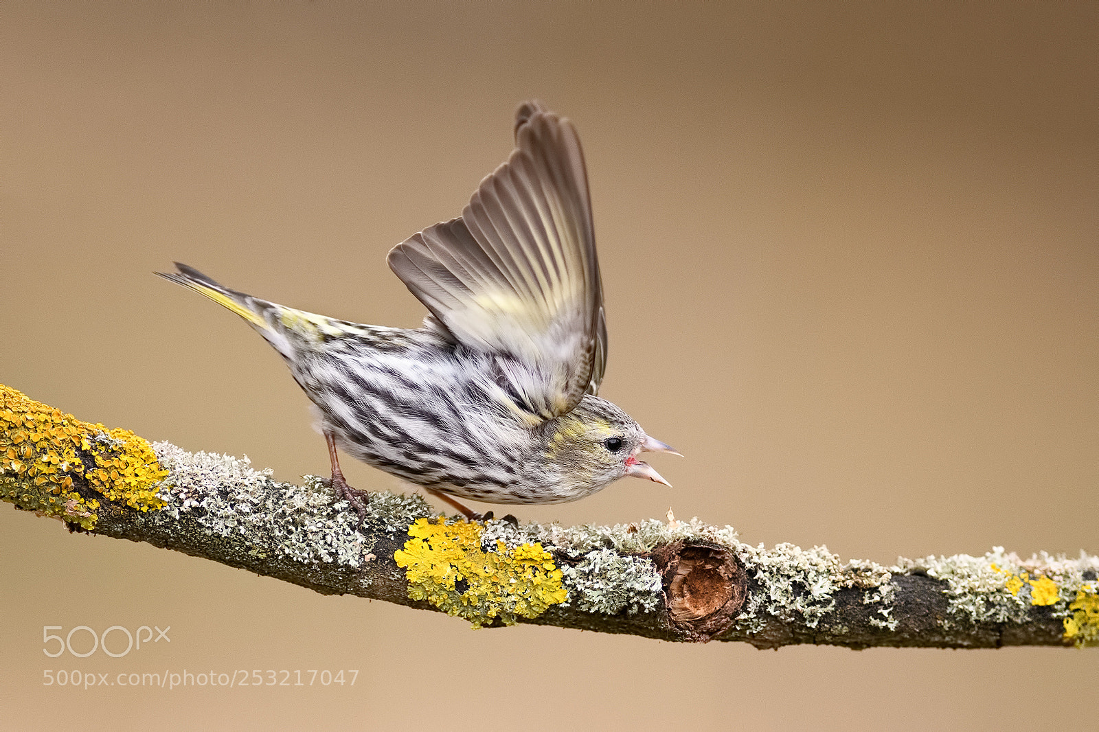 Nikon D500 sample photo. Carduelis spinus photography