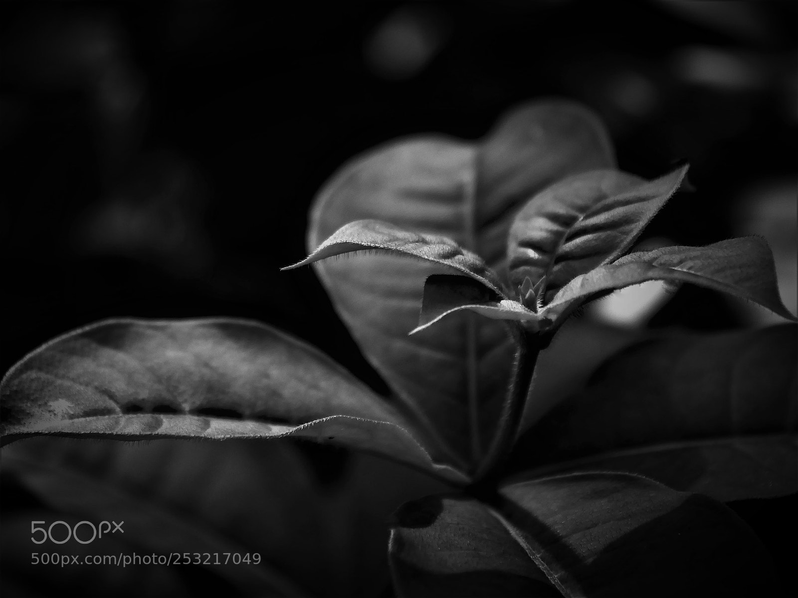 Panasonic Lumix DMC-GH4 sample photo. Plant photography
