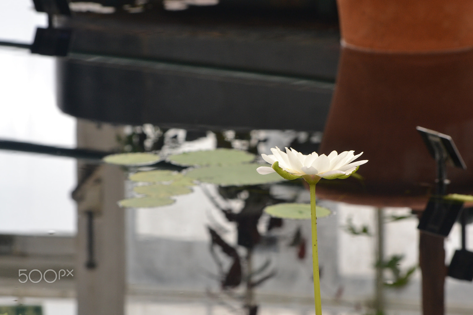 Nikon D3100 sample photo. Kew gardens pond photography