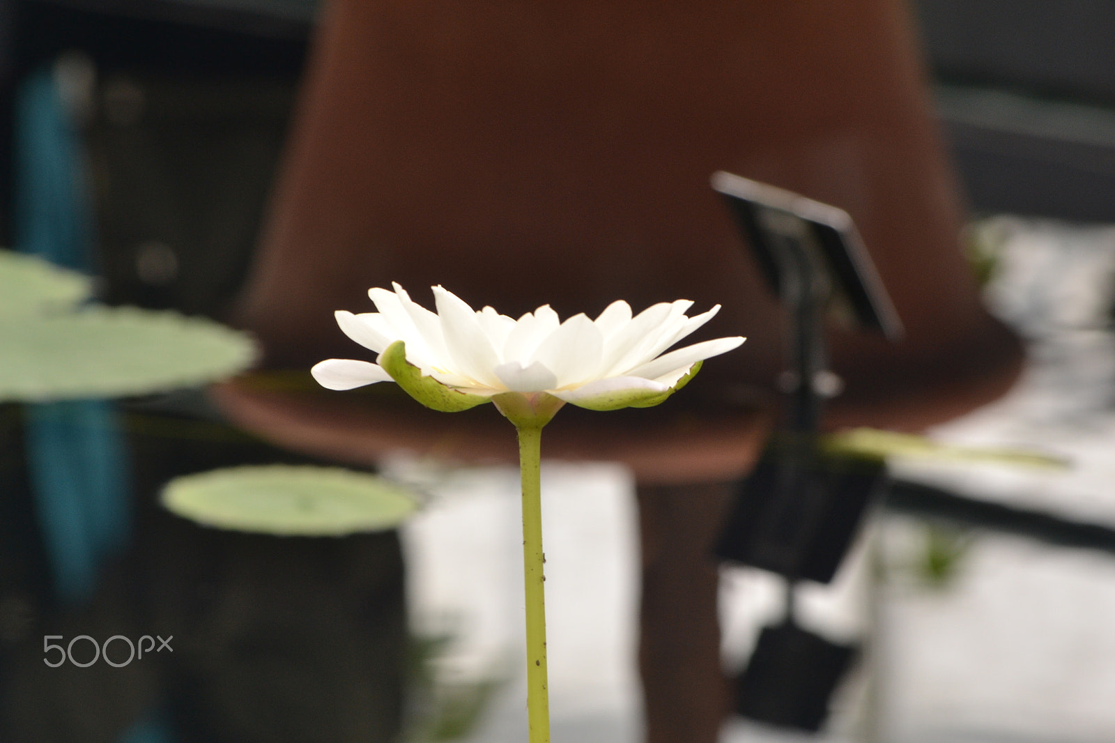 Nikon D3100 sample photo. Kew gardens pond photography