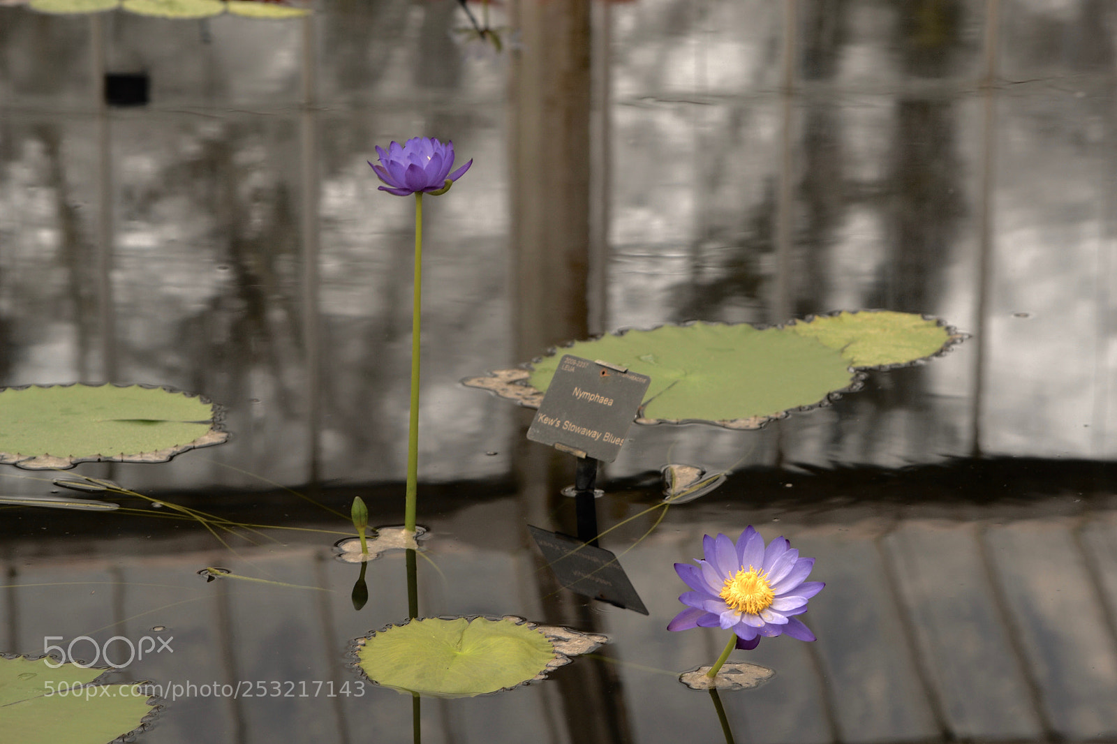 Nikon D3100 sample photo. Kew gardens pond photography