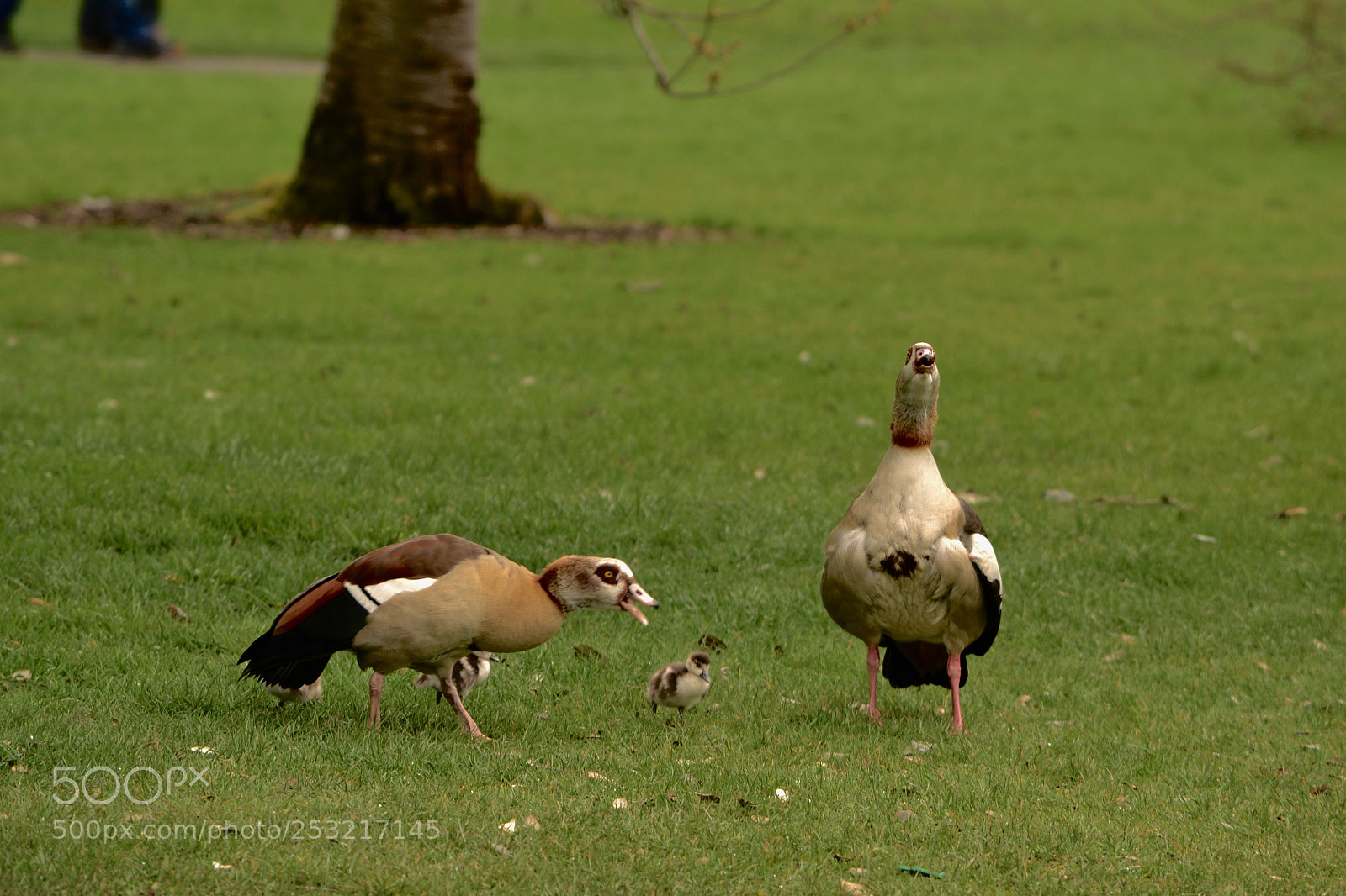 Nikon D3100 sample photo. Geese & goslings photography